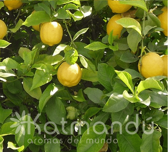 Aceite esencial de Limón 5ml Katmandú